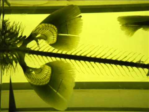 Sigur Rós — Sigur Ros & Steindor Andersen: Rimur EP, Track No. 1