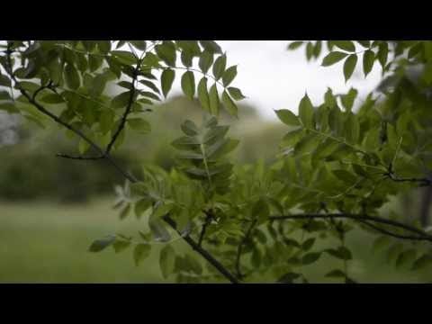 The Lilac Time — The Lilac Time  - The Road to Happiness