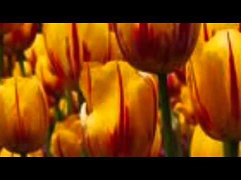 Mantovani And His Orchestra — MANTOVANI - JEALOUSY