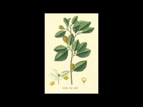 Shannon Wright — Colossal Hours
