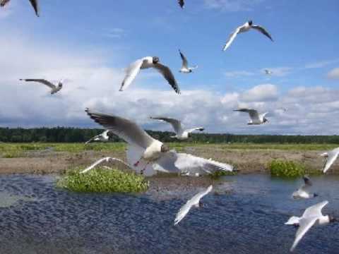 Sutherland Brothers — Sutherland Brothers - Sunbird (1978)