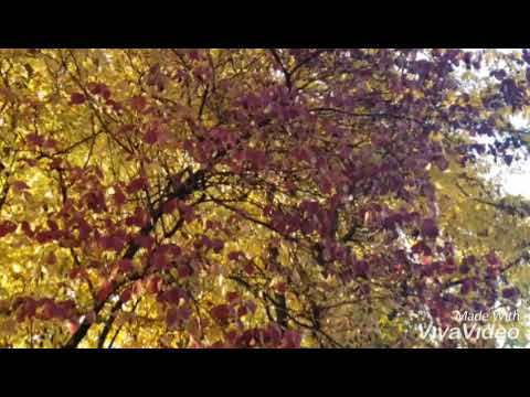 Kourosh Yaghmaei — کوروش یغمایی - پاییز Kourosh Yaghmaei- Paiz  🍁💛🍁