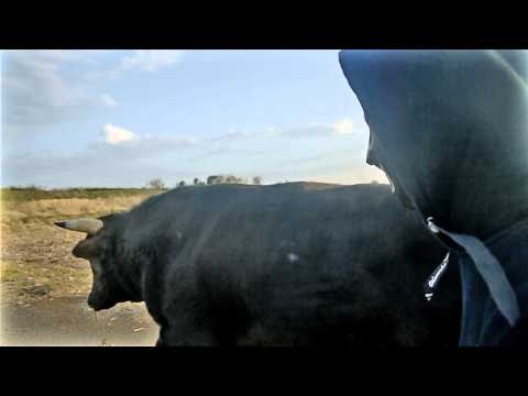 Olive Oil — OLIVE OIL - NEO JAPARARE ERA (El Nino Re:Revolution Remix)