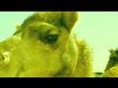 Fat Freddy's Drop — Fat Freddy's Drop - The Camel