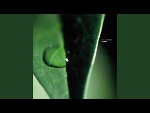 Davide Squillace — Blossom