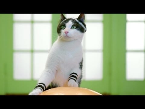 Alex Gaudino — Alex Gaudino ft. Taboo "I Don't Wanna Dance" - Work It Kitty