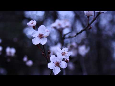 Lights Dim — Lights Dim & Endless Melancholy - Soft Steps (full EP)