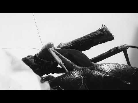 Courtney Barnett — Another Beautiful Day (Official Visualizer)