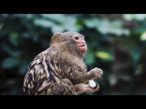 Sör És Fű — Sör És Fű - Bazár (Official Video)
