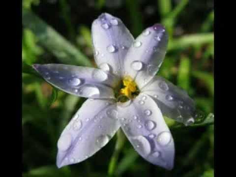 Tommy Roe — Tommy Roe Need Your Love