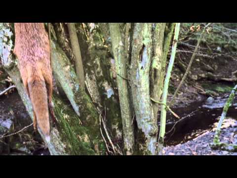 Benjamin Francis Leftwich — 'Box of Stones' (Official video) - Benjamin Francis Leftwich