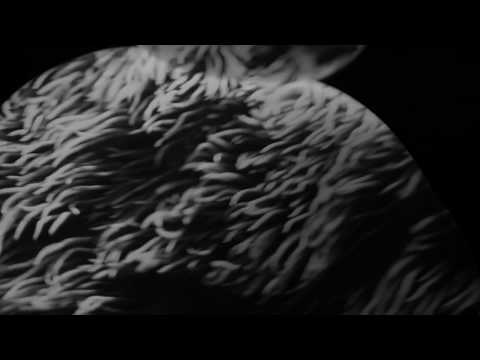 Birds Of Prey (8) — Birds of Prey - XYZ (Official Video)