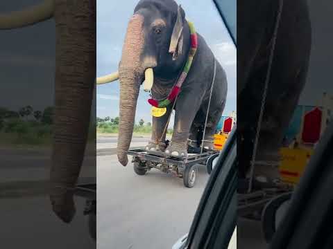 Wildlife (14) — Oru second la emandhuten🙄 unmaiyana elephant nu! #viralshorts