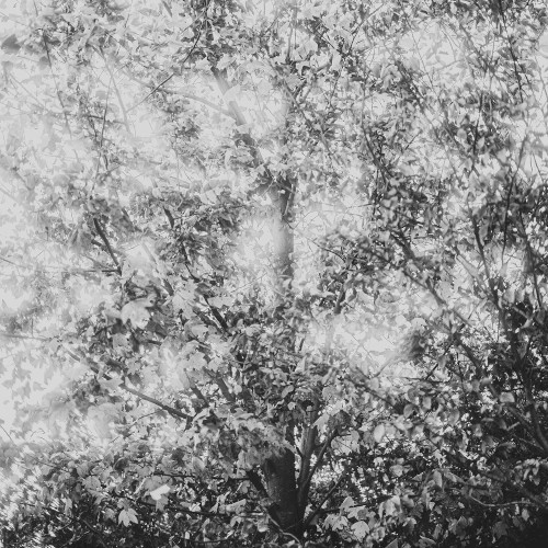 In the woods