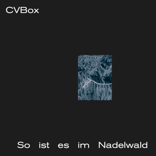 So Ist Es Im Nadelwald