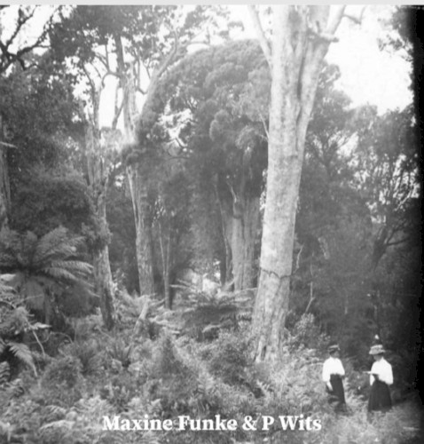 Forest Photographer