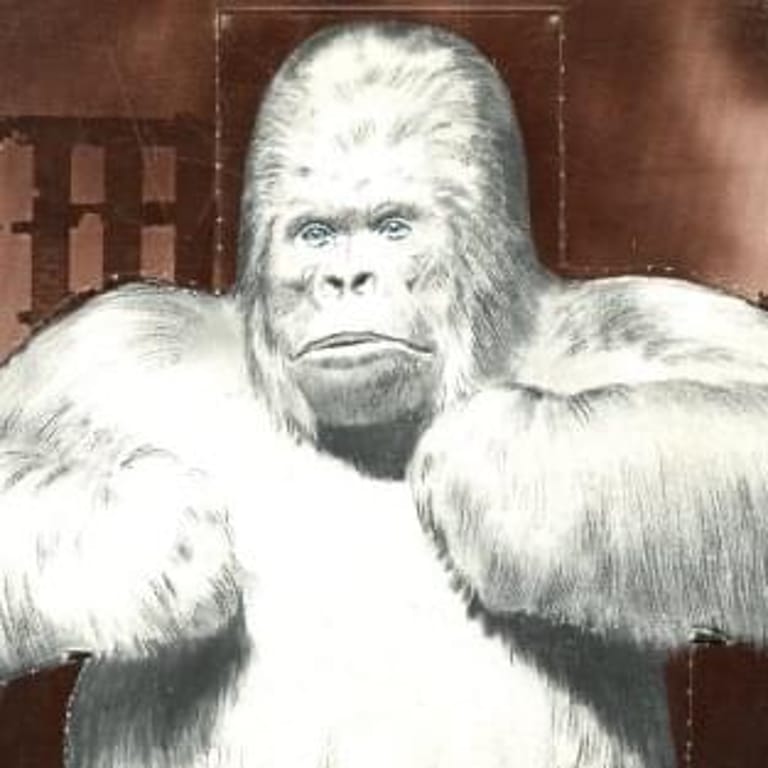 Albino Gorilla
