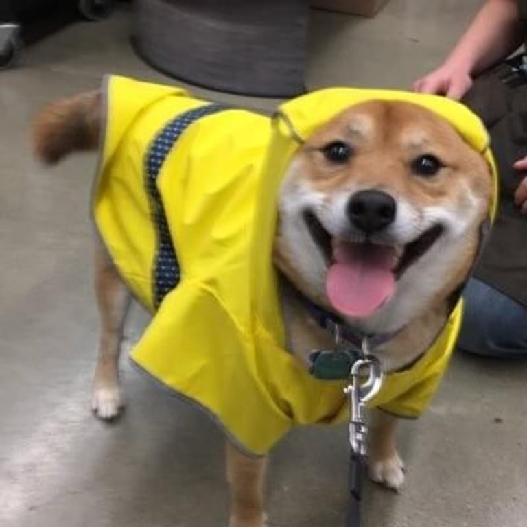 DogCEO
