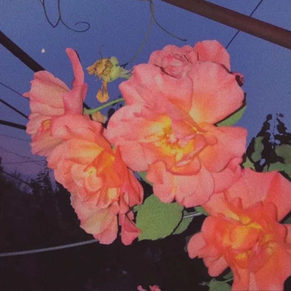 InBloom