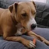 Nas the Pitbull