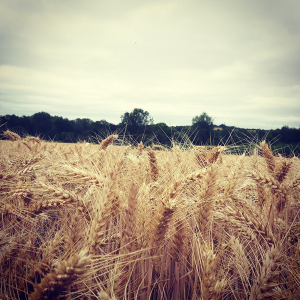 Wapentake