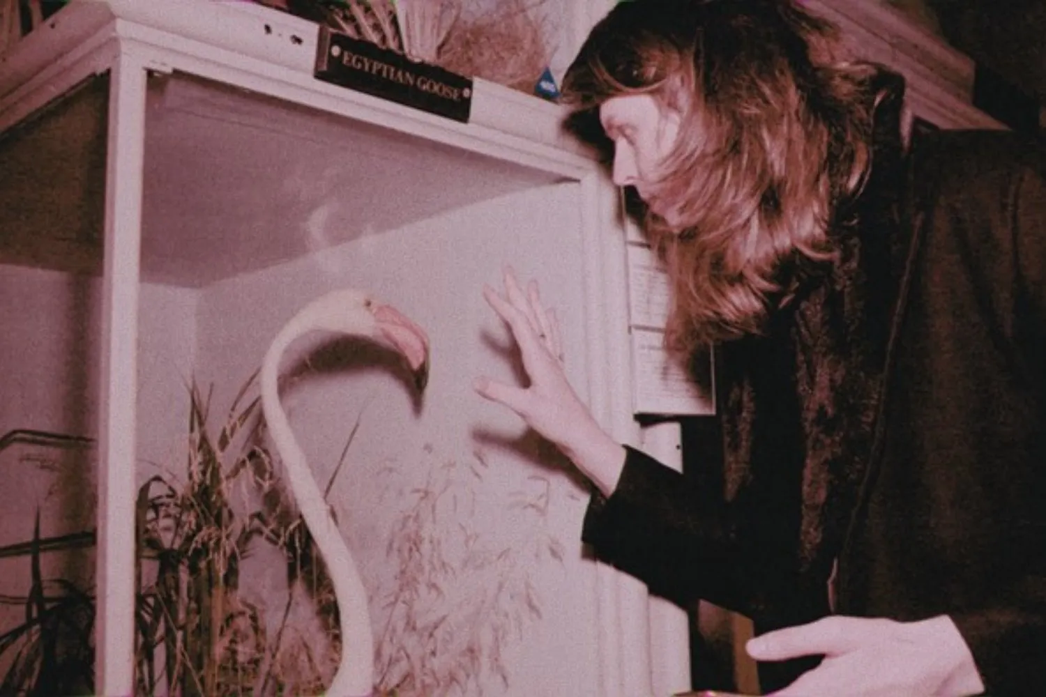 NANCY releases his debut LP, ‘English Leather’